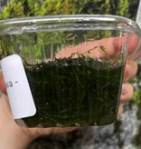 Magazoo Java Moss Plant