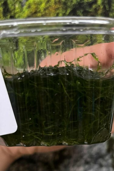 Magazoo Plante Mousse de Java