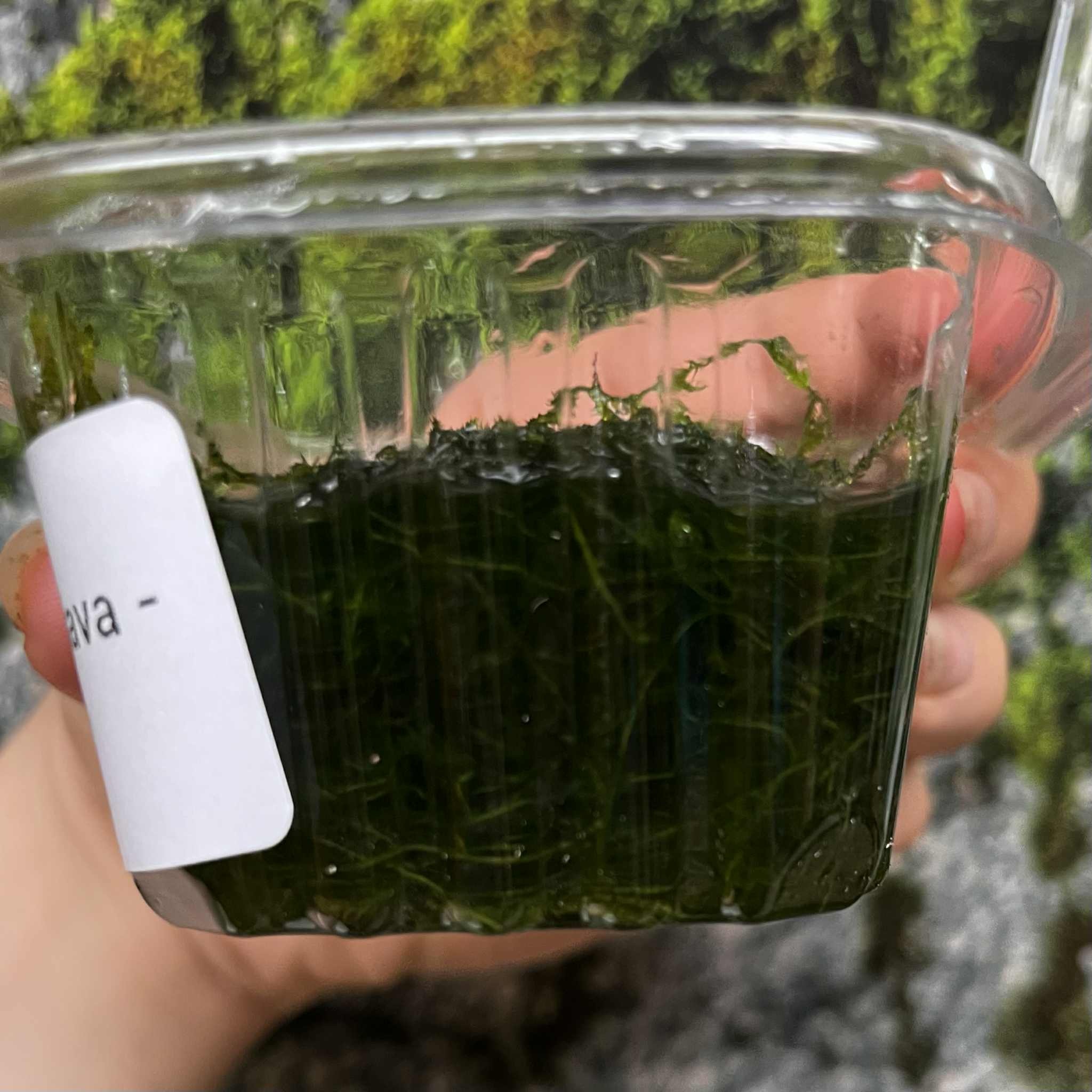 Magazoo Java Moss Plant