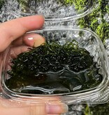 Magazoo Java Moss Plant