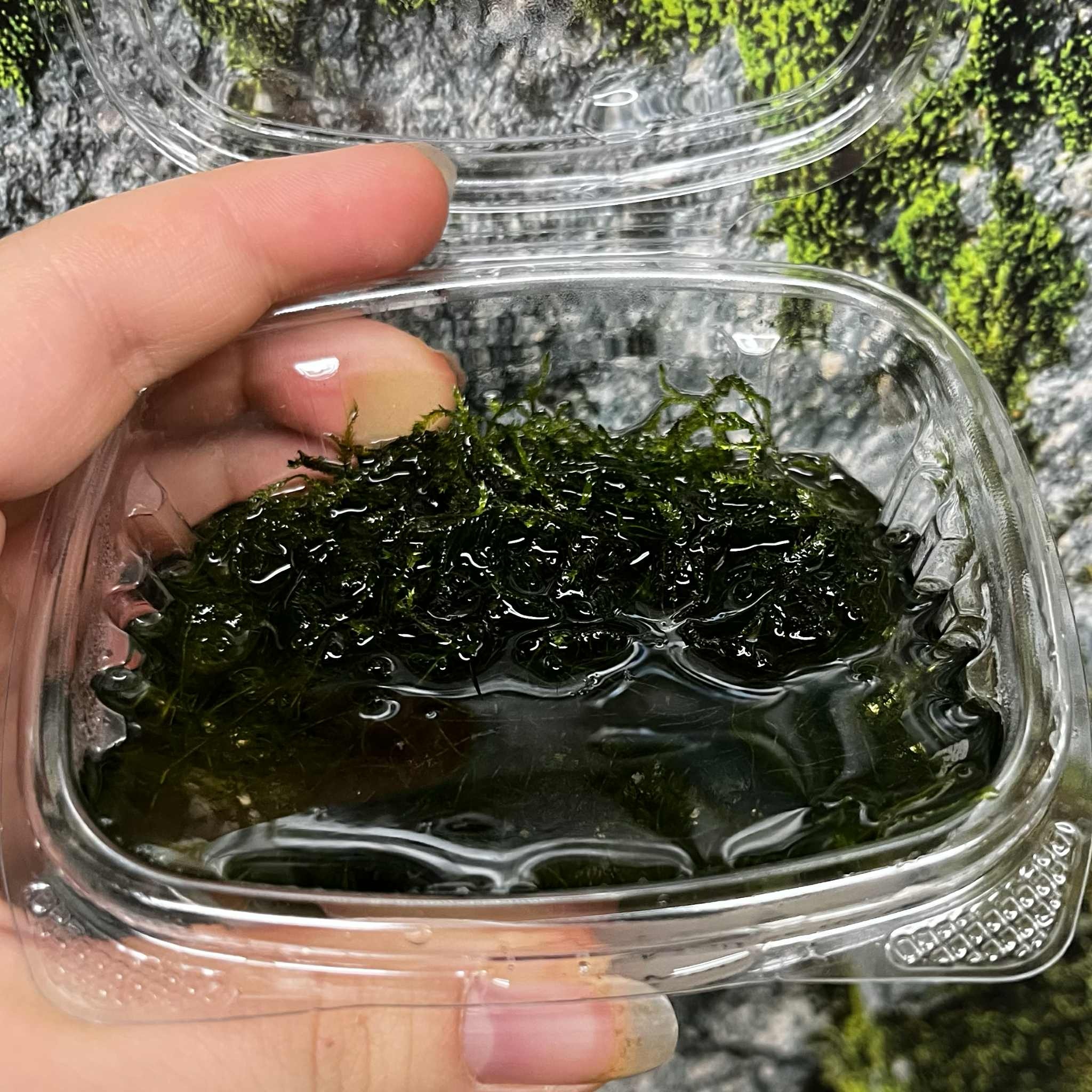 Magazoo Plante Mousse de Java