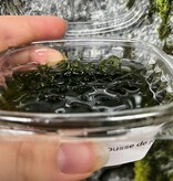 Magazoo Java Moss Plant