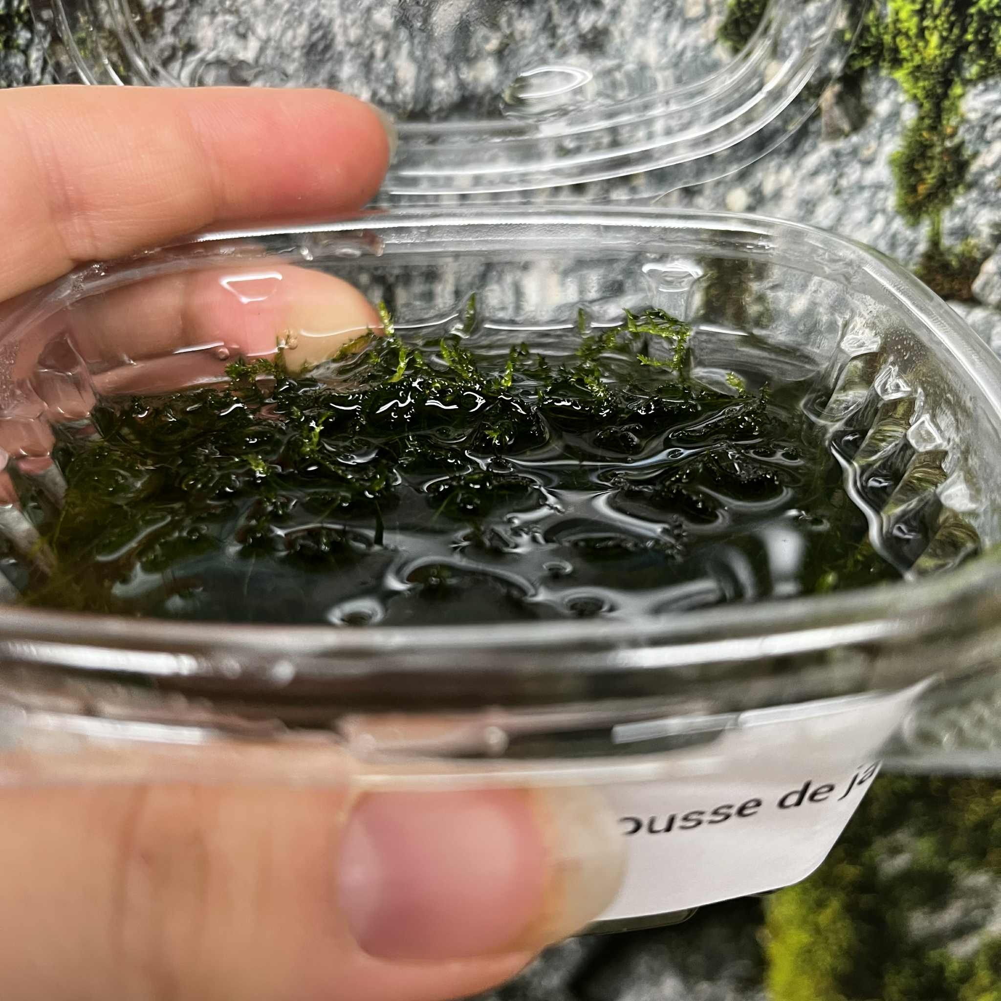 Magazoo Java Moss Plant