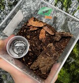 Magazoo Mygale frisée Bébé (1'') vendu avec enclos / Tliltocatl albopilosus