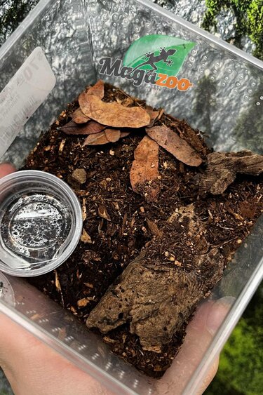 Magazoo Mygale frisée Bébé (1'') vendu avec enclos / Tliltocatl albopilosus