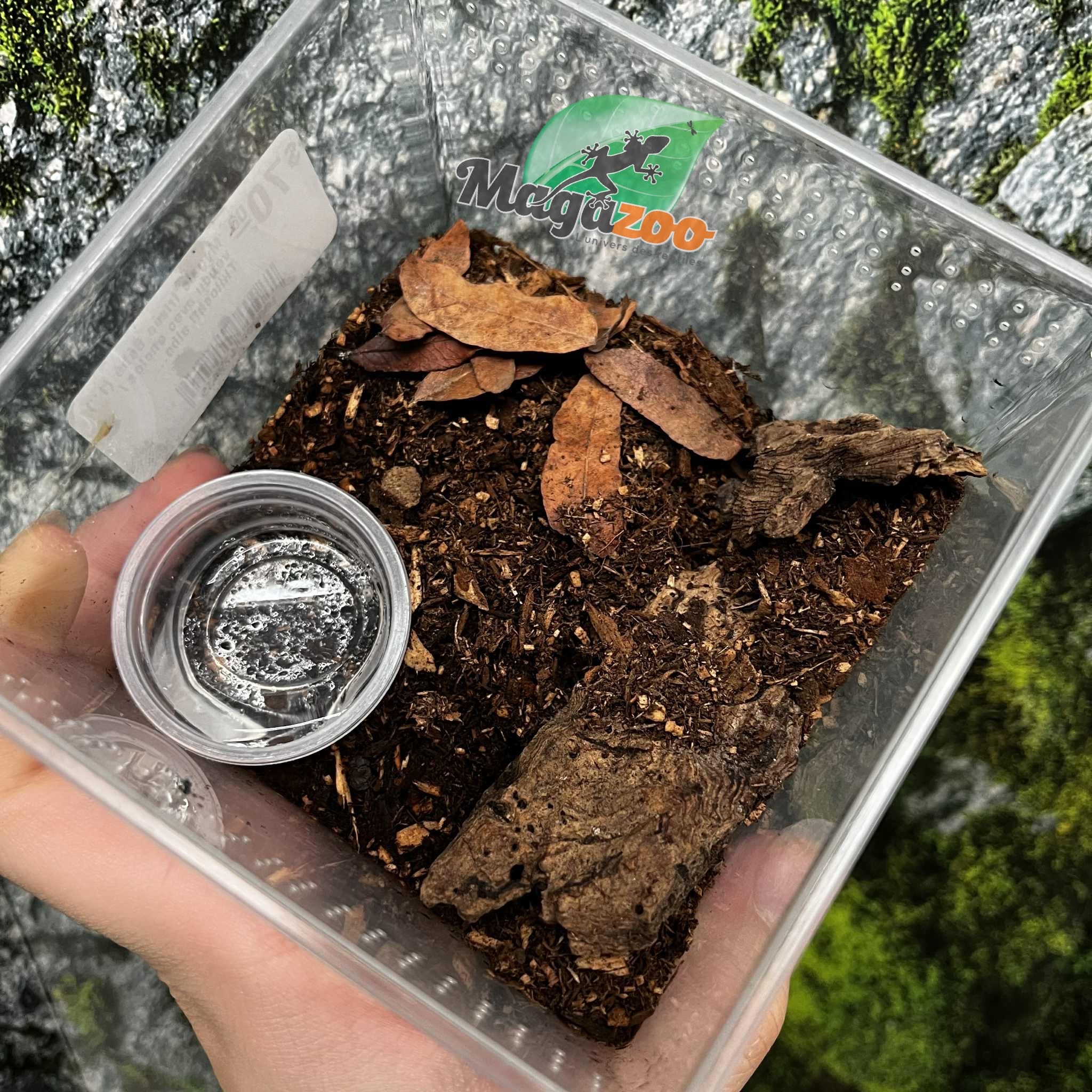 Magazoo Baby Curly hair tarantula (1'')  sold with enclosure / Tliltocatl albopilosus