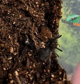 Magazoo Baby Curly hair tarantula (1'')  sold with enclosure / Tliltocatl albopilosus