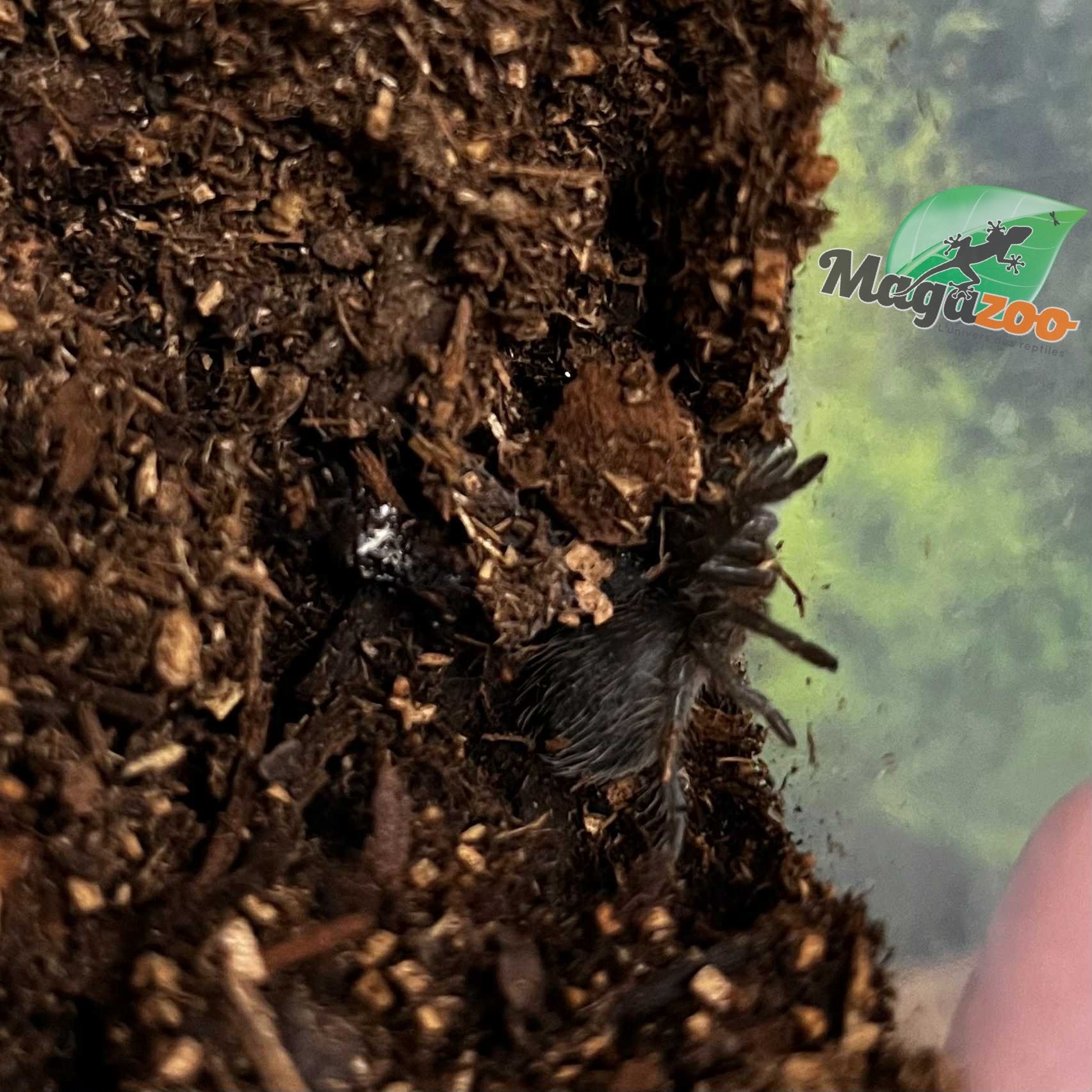 Magazoo Mygale frisée Bébé (1'') vendu avec enclos / Tliltocatl albopilosus