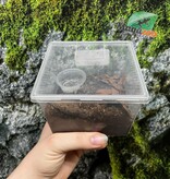 Magazoo Baby Curly hair tarantula (1'')  sold with enclosure / Tliltocatl albopilosus