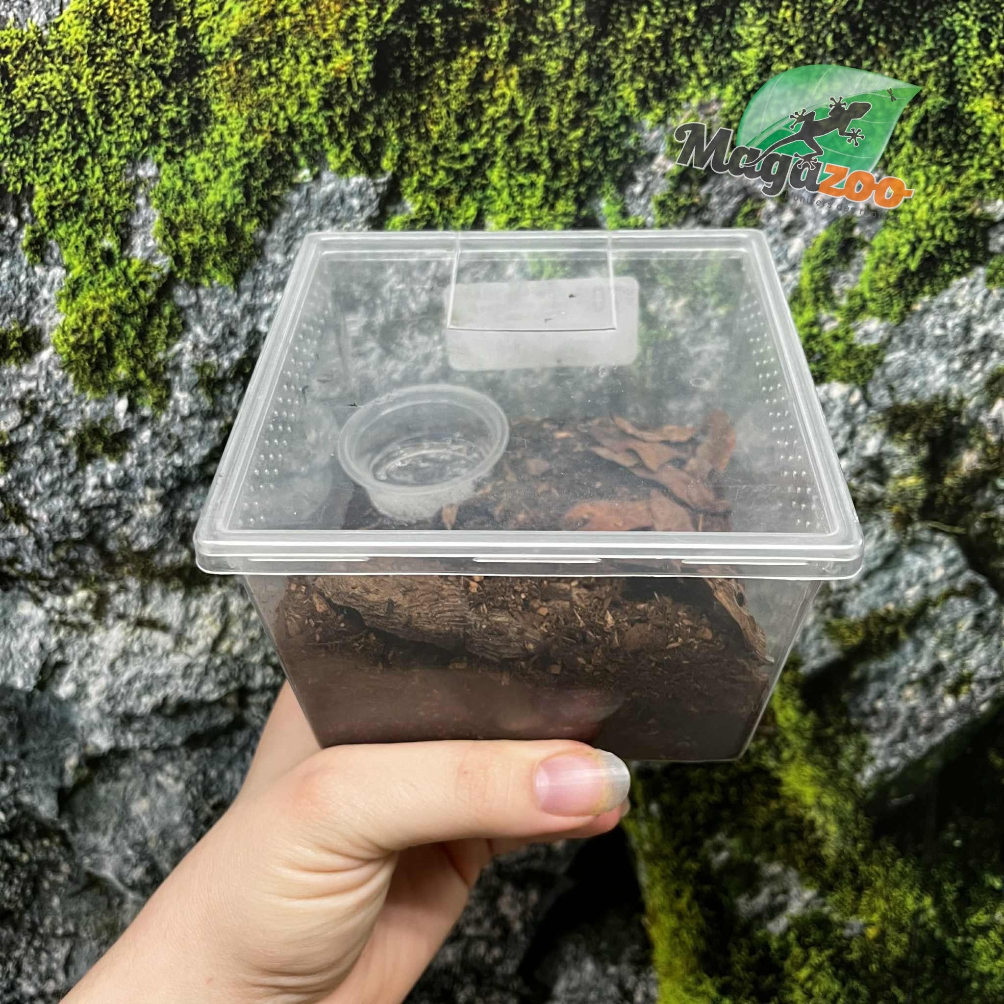 Magazoo Baby Curly hair tarantula (1'')  sold with enclosure / Tliltocatl albopilosus