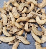 Magazoo Larves de mouche soldat / Soldier fly larvae