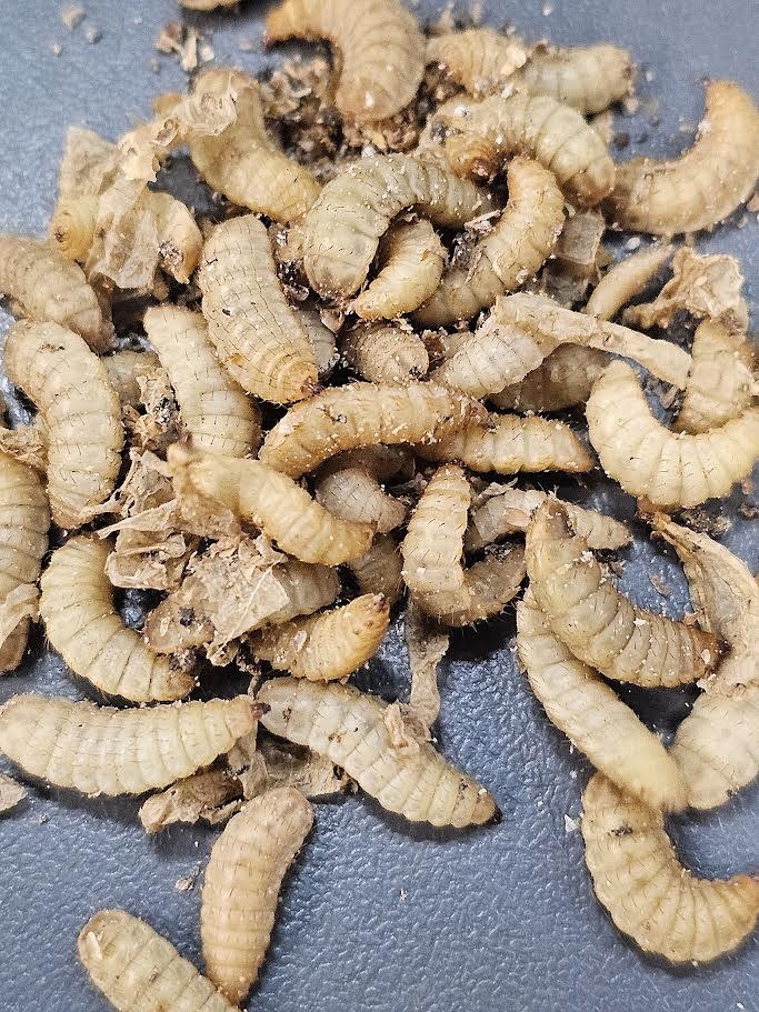 Magazoo Larves de mouche soldat / Soldier fly larvae