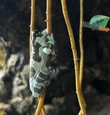 Magazoo Amazone Milk frog Captive Born