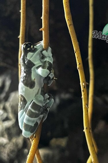 Magazoo Amazone Milk frog Captive Born