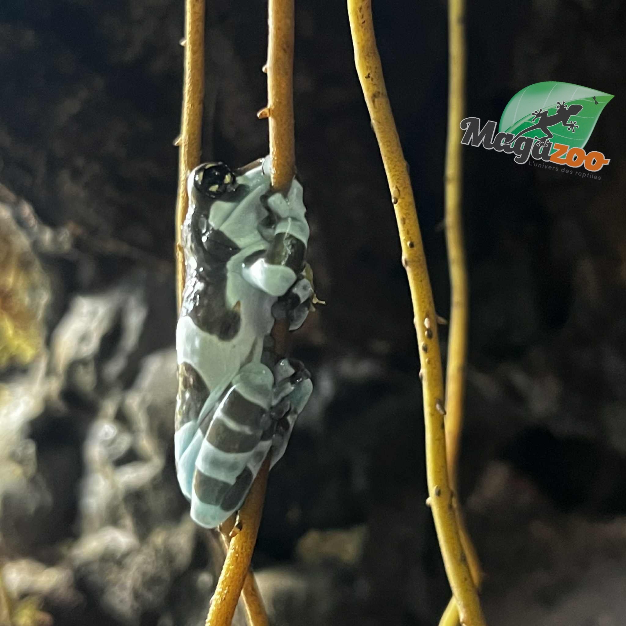 Magazoo Amazone Milk frog Captive Born