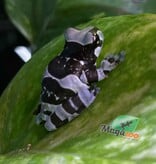 Magazoo Amazone Milk frog Captive Born