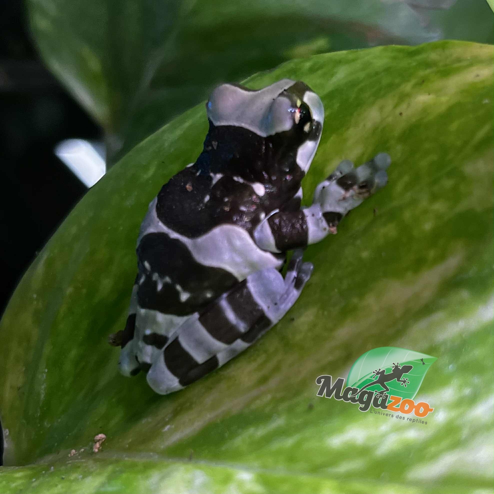 Magazoo Rainette laiteuse Né en captivité
