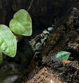 Magazoo Amazone Milk frog Captive Born