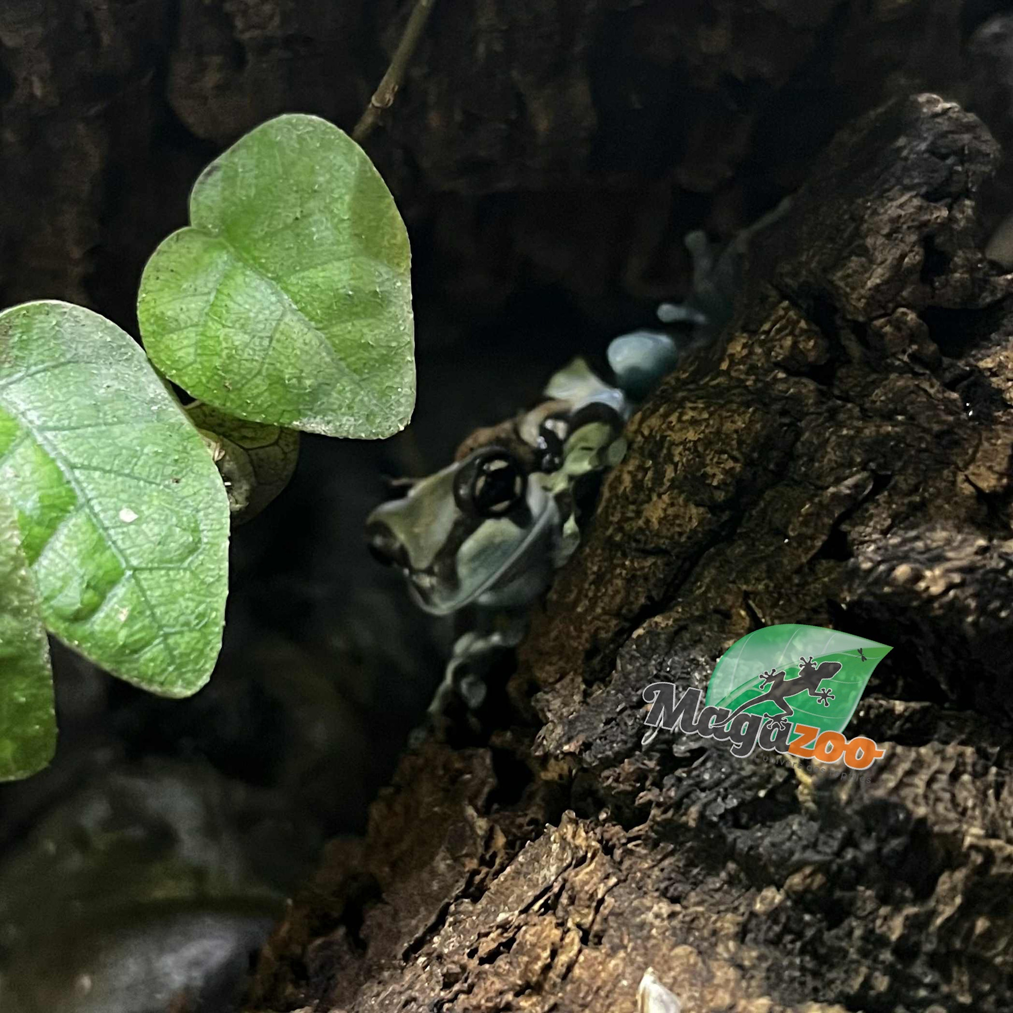 Magazoo Amazone Milk frog Captive Born