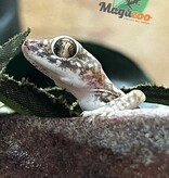 Magazoo Gecko des Dunes (Petri ) Mâle