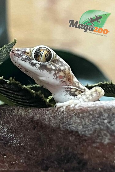 Magazoo Flinders Petrie's gecko Male