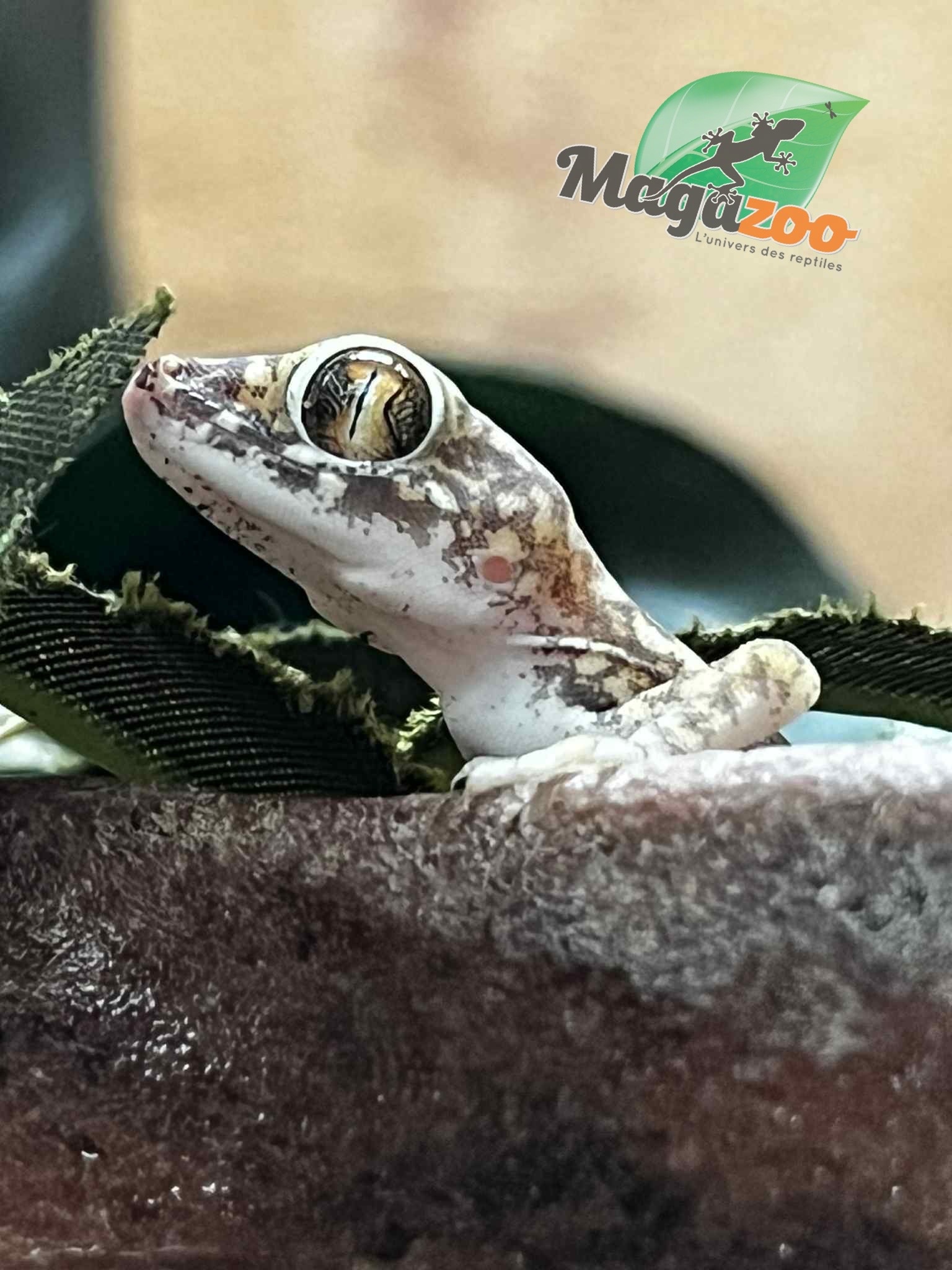 Magazoo Flinders Petrie's gecko