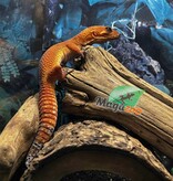 Magazoo Tangerine Tornado Male Leopard Gecko 06/04/23 (SPECIAL ORDER)