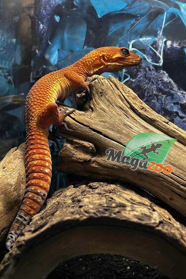 Magazoo Gecko léopard Tangerine tornado  Mâle 4/6/23 (EN COMMANDE SPÉCIAL)