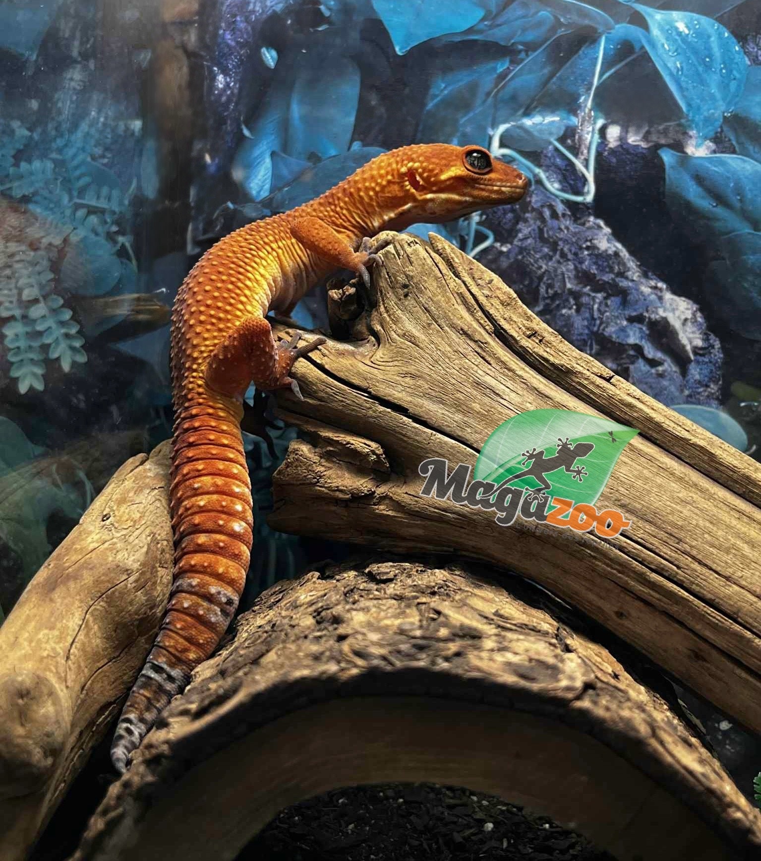 Magazoo Gecko léopard Tangerine tornado  Mâle 4/6/23 (EN COMMANDE SPÉCIAL)