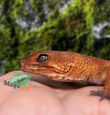 Magazoo Gecko léopard Tangerine tornado  Mâle 4/6/23 (EN COMMANDE SPÉCIAL)