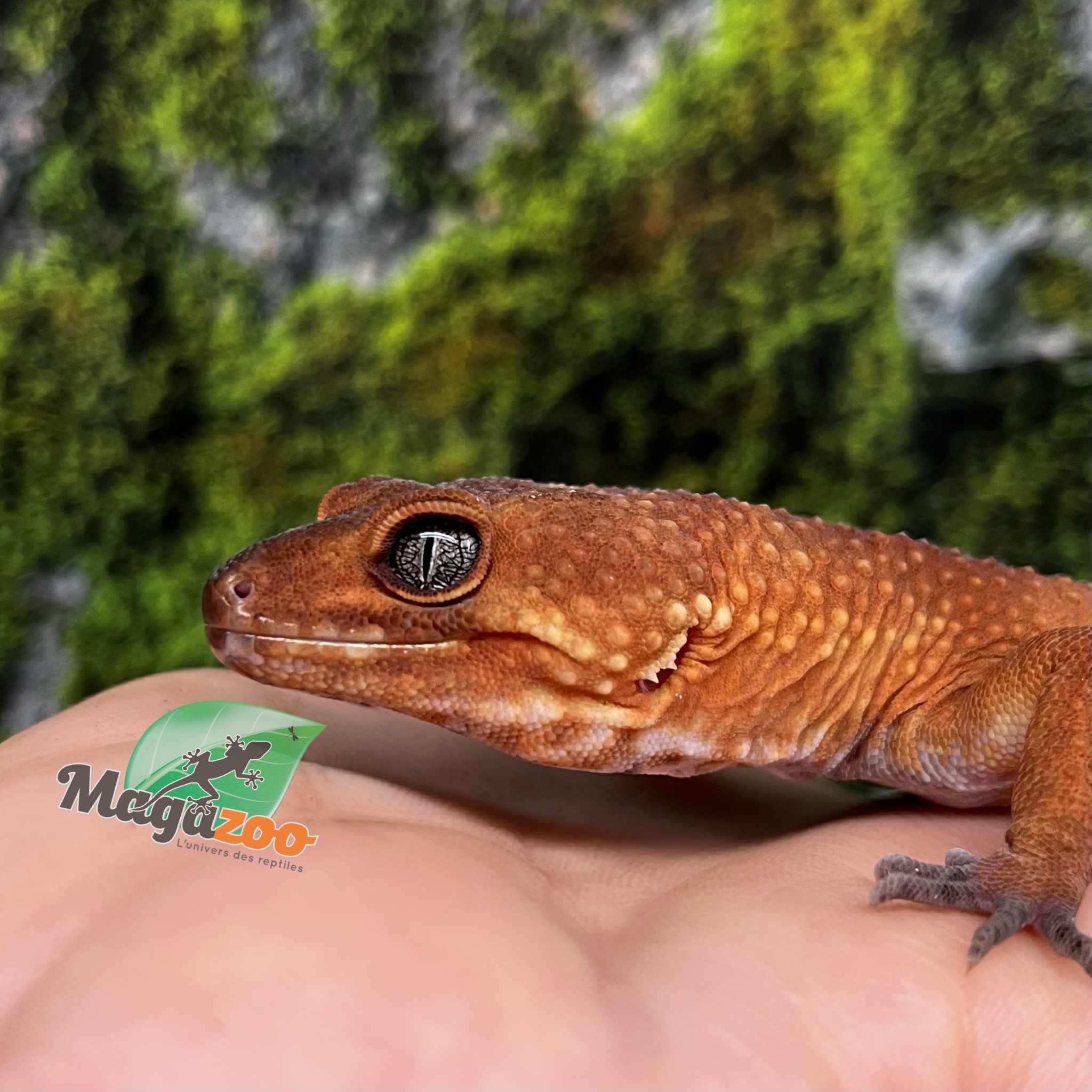 Magazoo Tangerine Tornado Male Leopard Gecko 06/04/23 (SPECIAL ORDER)