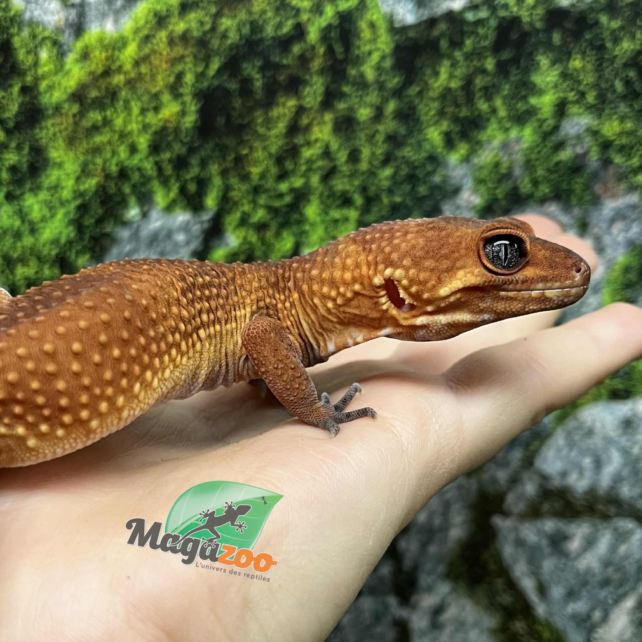 Magazoo Gecko léopard Tangerine tornado  Mâle 4/6/23 (EN COMMANDE SPÉCIAL)