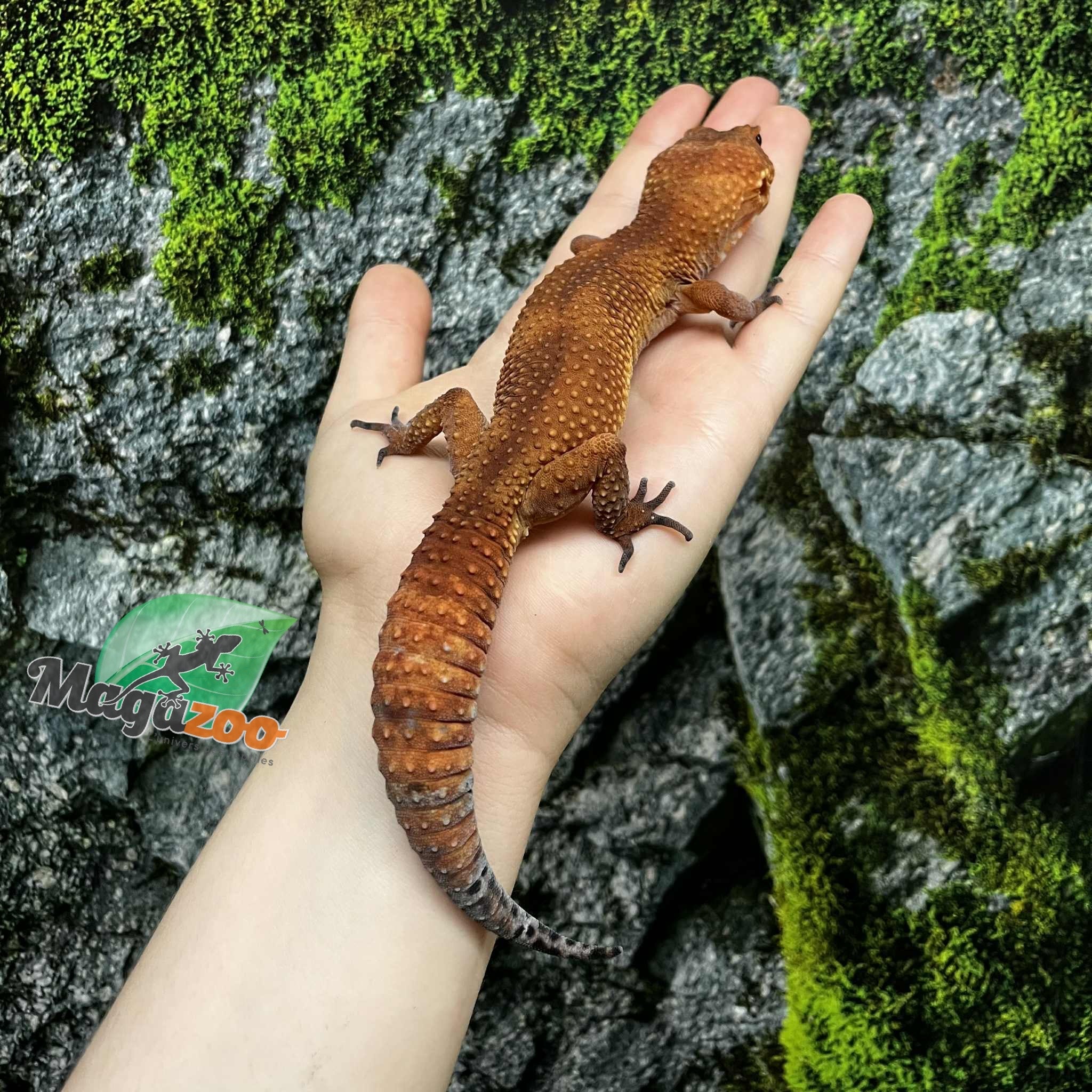 Magazoo Gecko léopard Tangerine tornado  Mâle 4/6/23 (EN COMMANDE SPÉCIAL)