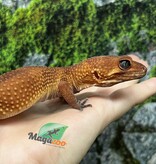 Magazoo Gecko léopard Tangerine tornado  Mâle 4/6/23 (EN COMMANDE SPÉCIAL)