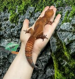 Magazoo Tangerine Tornado Male Leopard Gecko 06/04/23 (SPECIAL ORDER)
