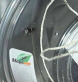 Magazoo Araignée sauteuse Bébé (I 3-4)/ Phiddipus borealis