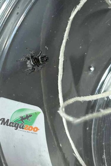 Magazoo Baby Jumping spider / Phiddipus borealis