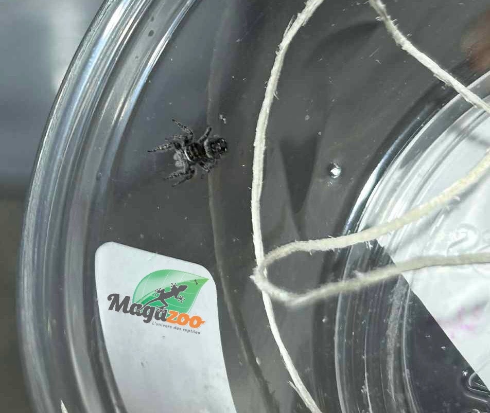 Magazoo Baby Jumping spider / Phiddipus borealis