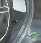 Magazoo Baby Jumping spider / Phiddipus borealis
