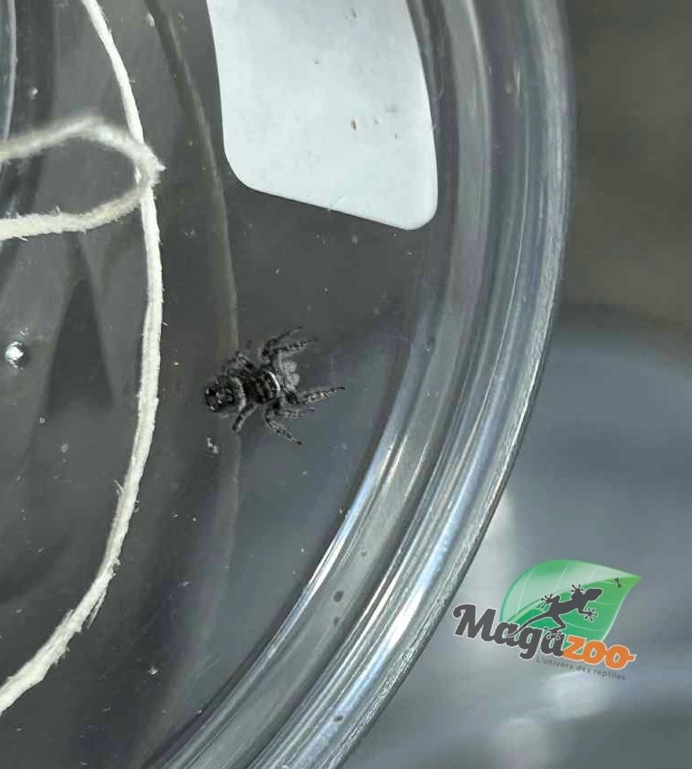 Magazoo Araignée sauteuse Bébé (I 3-4)/ Phiddipus borealis