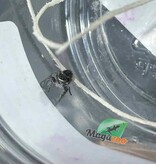 Magazoo Baby Jumping spider / Phiddipus borealis