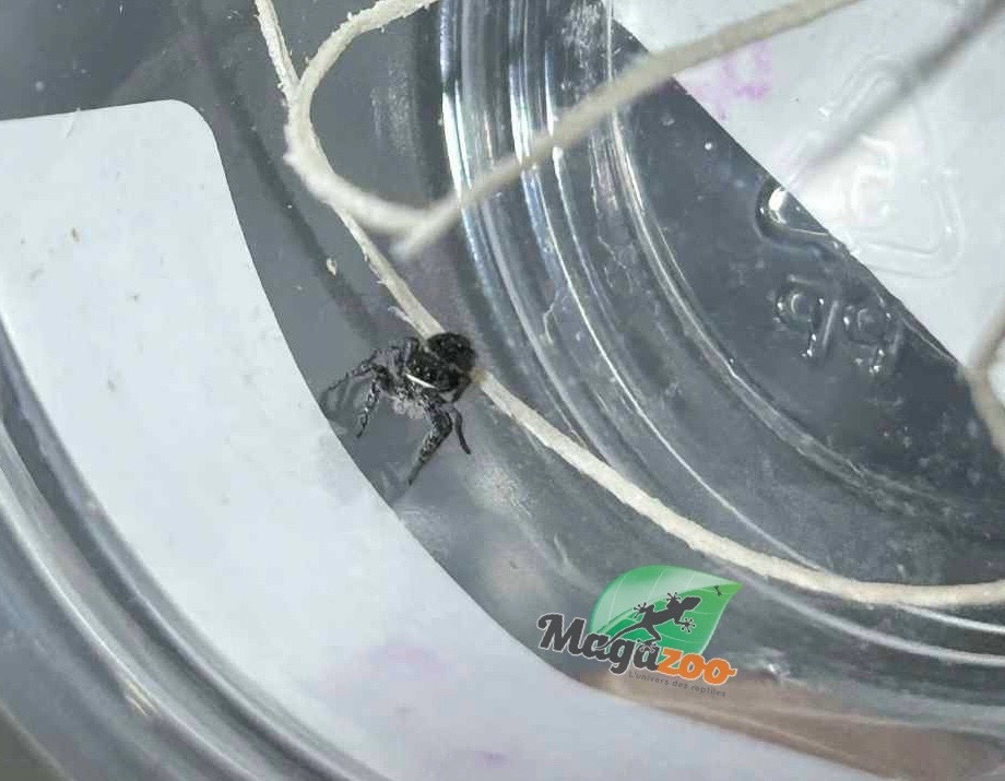 Magazoo Araignée sauteuse Bébé (I 3-4)/ Phiddipus borealis