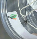 Magazoo Baby Jumping spider / Phiddipus borealis