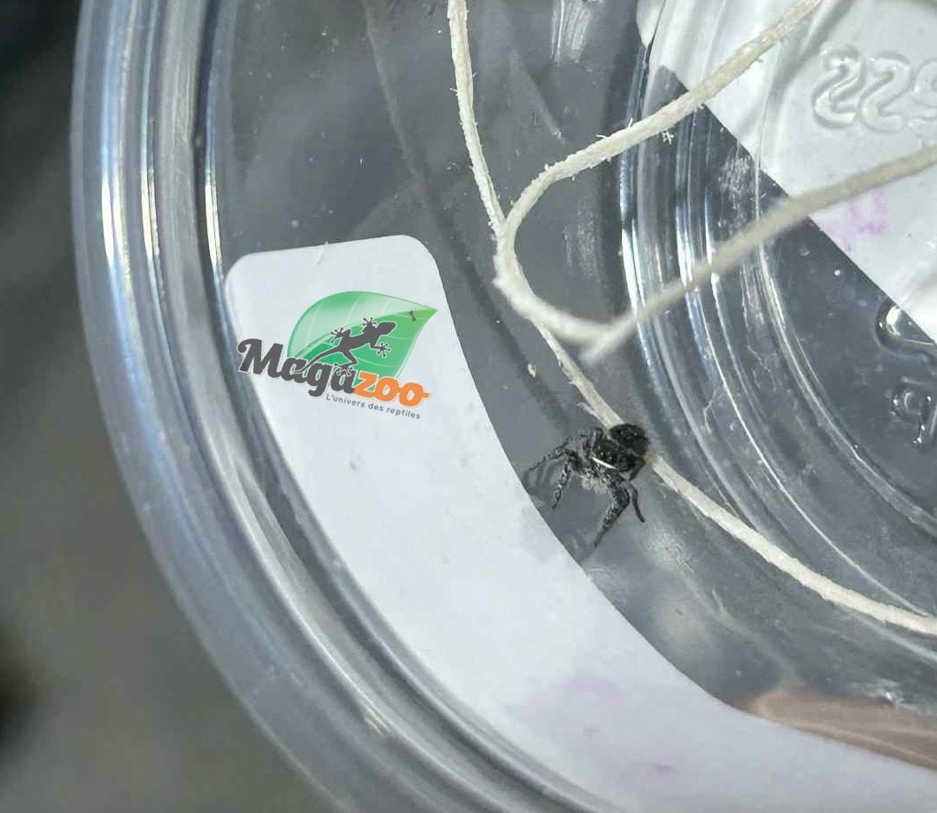 Magazoo Araignée sauteuse Bébé (I 3-4)/ Phiddipus borealis