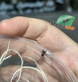 Magazoo Araignée sauteuse Bébé (I 3-4)/ Phiddipus borealis