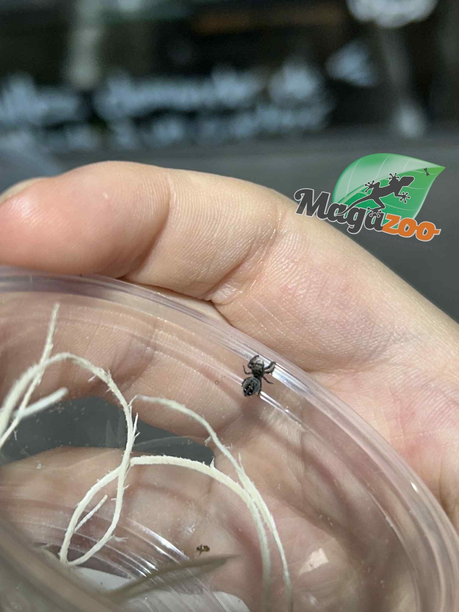Magazoo Baby Jumping spider / Phiddipus borealis