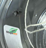 Magazoo Baby Jumping spider / Phiddipus borealis