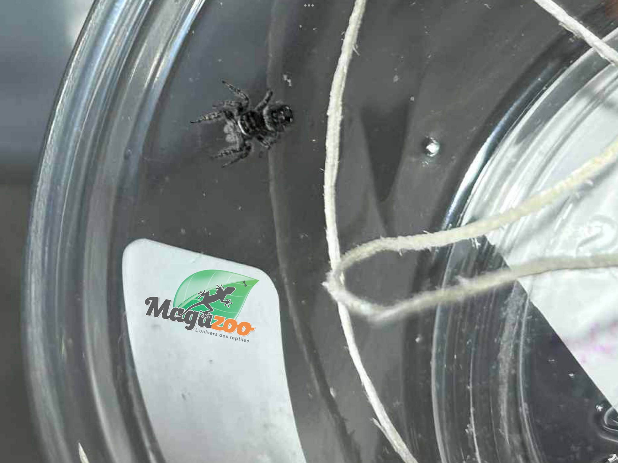 Magazoo Araignée sauteuse Bébé (I 3-4)/ Phiddipus borealis