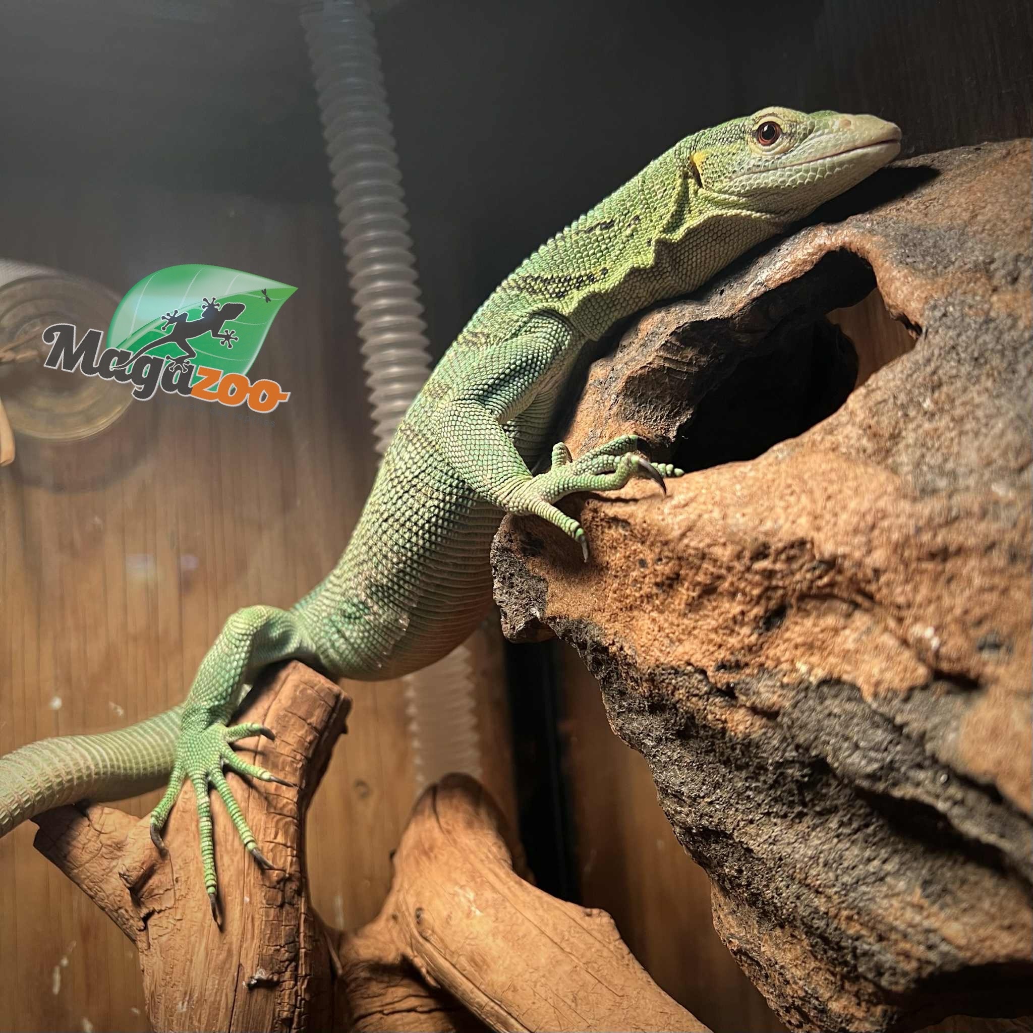 Magazoo Male Green tree monitor 2 years old Captive Bred and Born