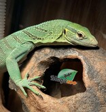 Magazoo Varan arboricole Vert Mâle 3 ans Élevé et Né en Captivité